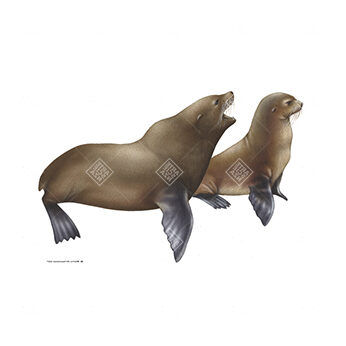 Otaria orsina delle Galapagos