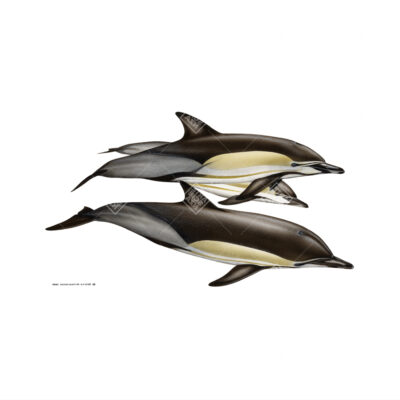 Delfino comune