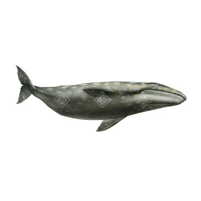 Balena grigia