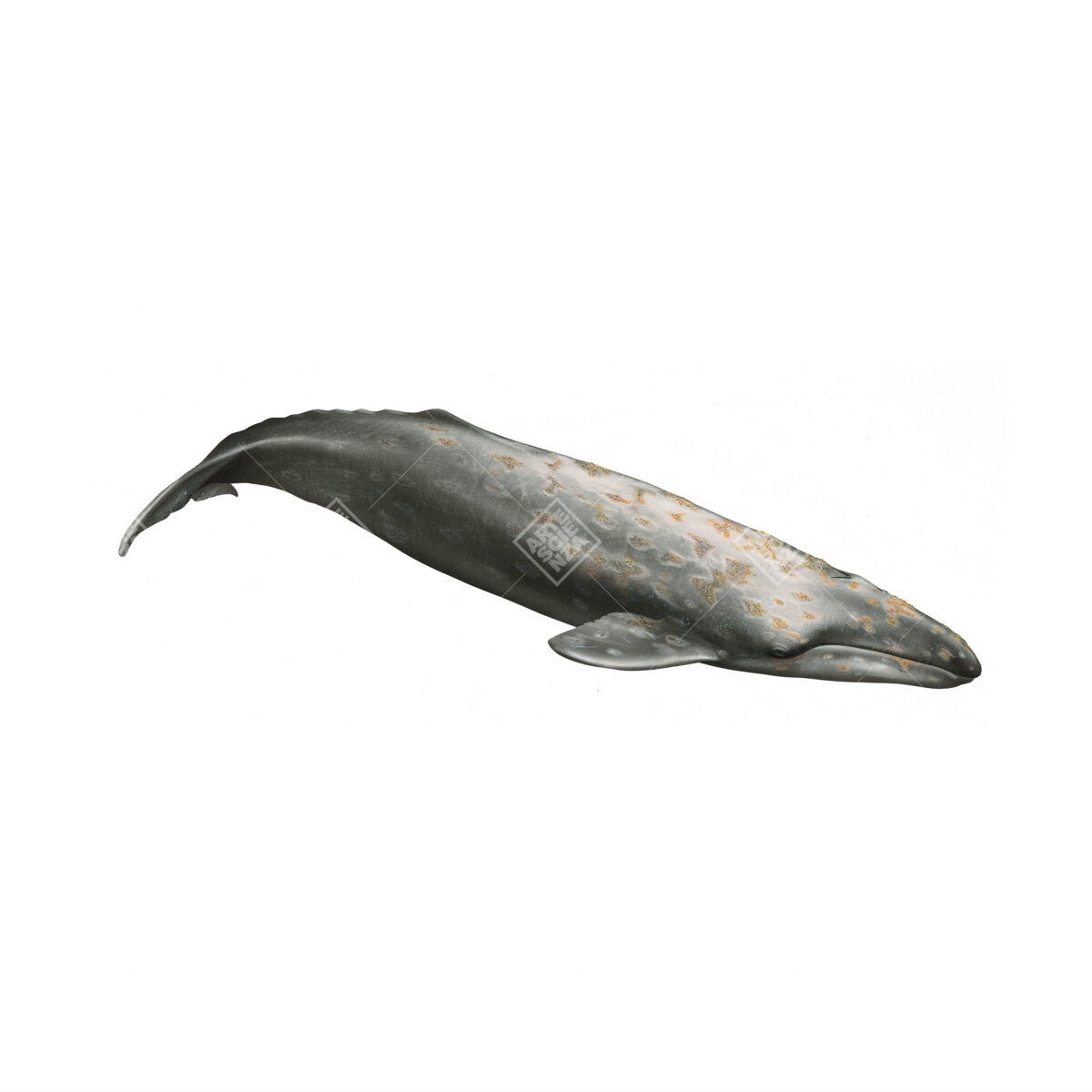 Balena grigia