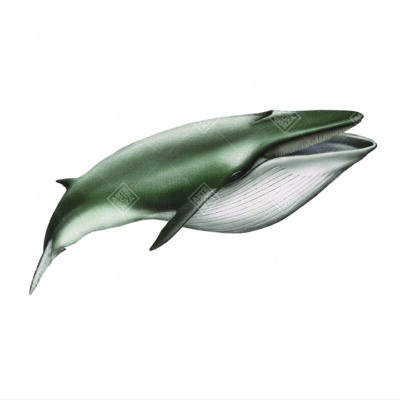 Balene estinte