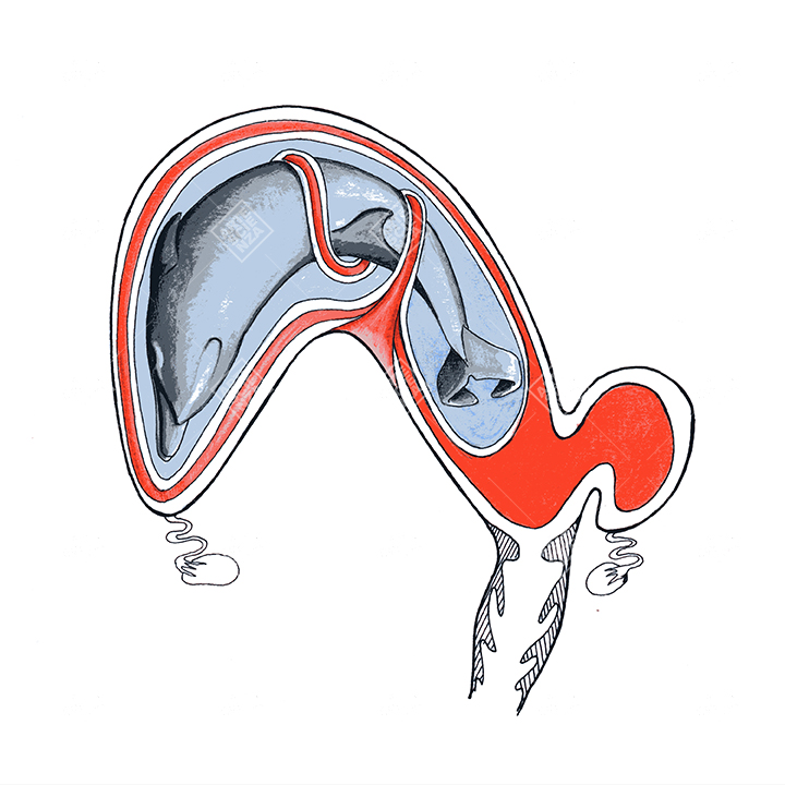 particolare feto di Odontoceti