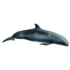 Pseudorca | False Killer whale