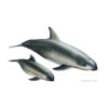 Focena del Golfo | Vaquita