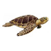 Tartaruga comune | Loggerhead sea turtle