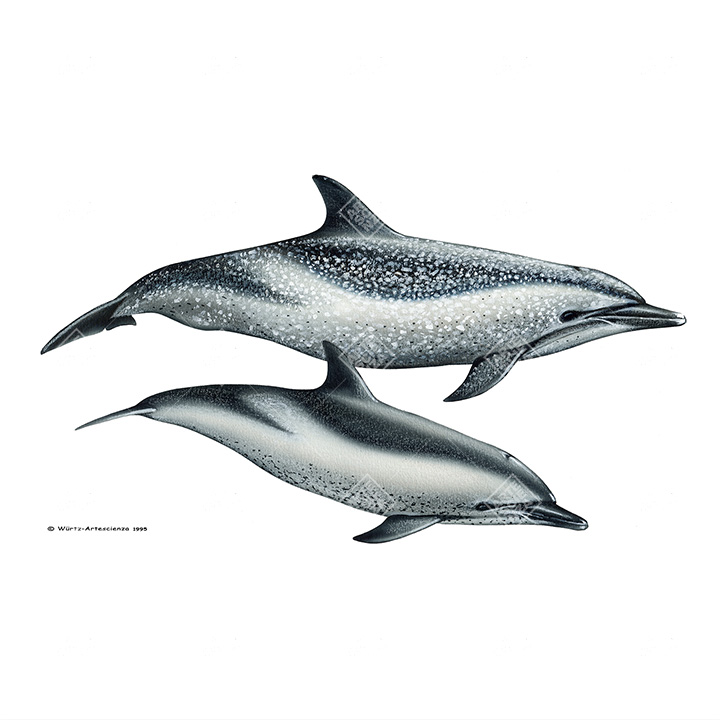 coppia di Stenella attenuata | Pantropical spotten dolphin