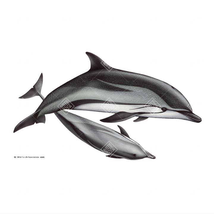 coppia di Stenella striata | Striped dolphin