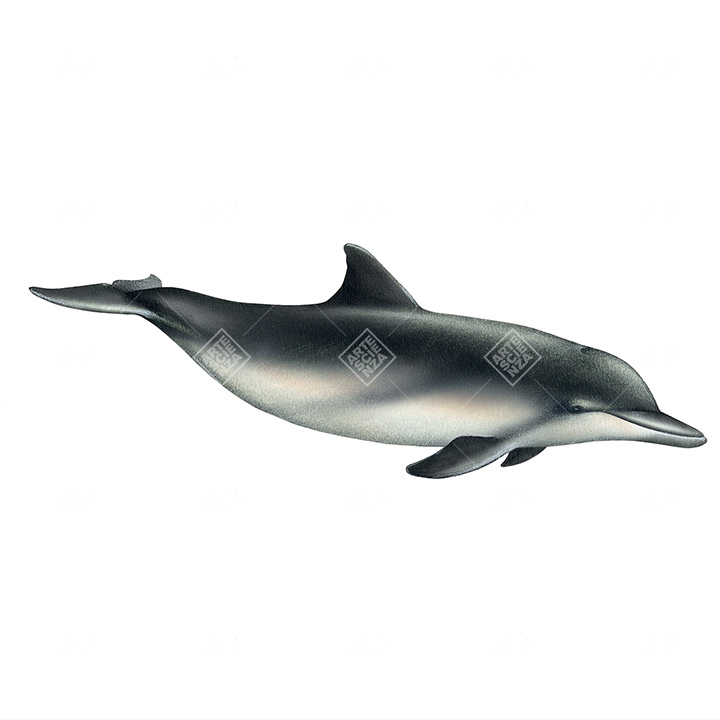 Sotalia marina | Guiana dolphin
