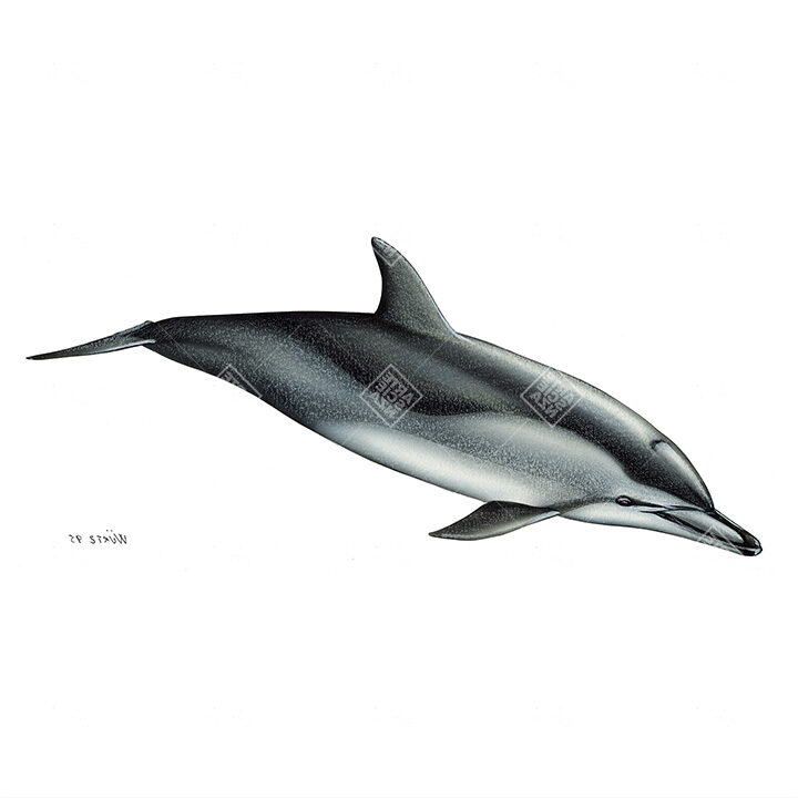 Stenella climene | Clymene dolphin