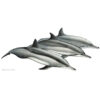 Stenella dal lungo rostro | Spinner dolphin
