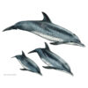 Famiglia di Stenella maculata atlantica