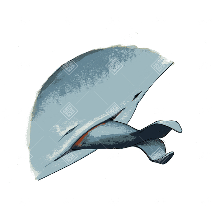 Particolare della nascita di un cetaceo