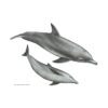 Tursiope indopacifico | Indo-pacific bottlenose dolphin