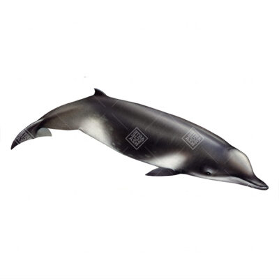 Tasmaceto | Shepherd's beaked whale