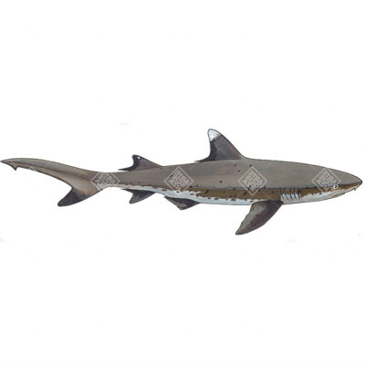 Squalo pinna bianca | White tip reef shark