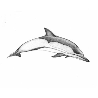Delfino comune