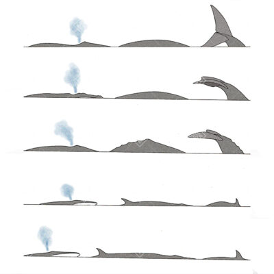 Tavola di confronto tra il soffio, la schiena e l'atto di immersione delle diverse specie di balene e balenottere.