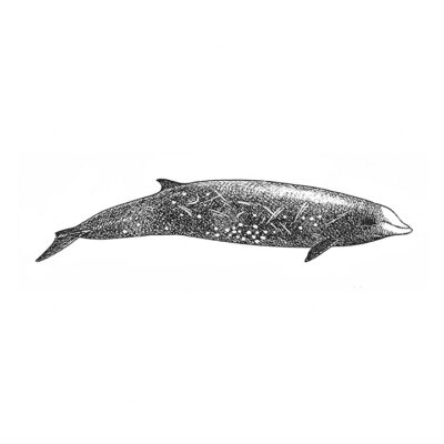 Zifio Cuvier 's beaked whale