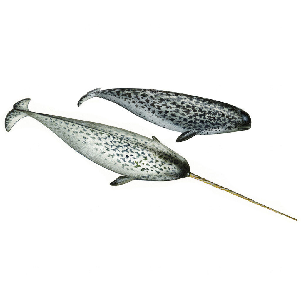 Monodon monoceros Archivi Artescienza Official Store