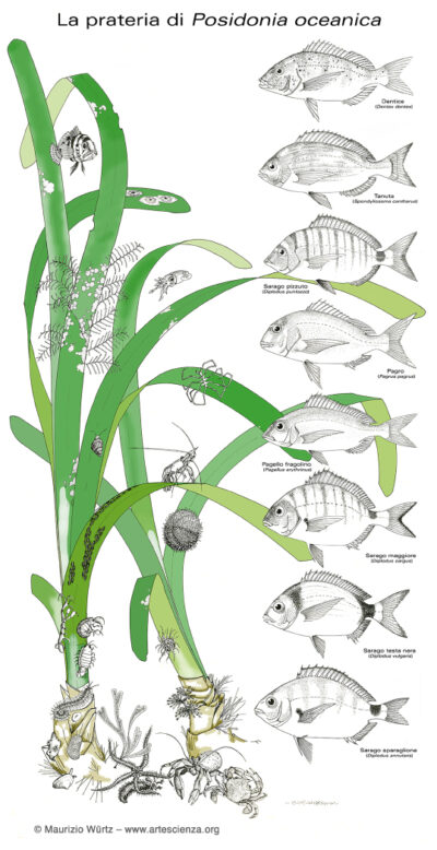 Illustrazioni: Posidonia